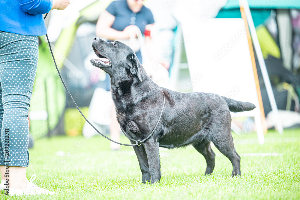 Obraz premium Pies Labrador retriever