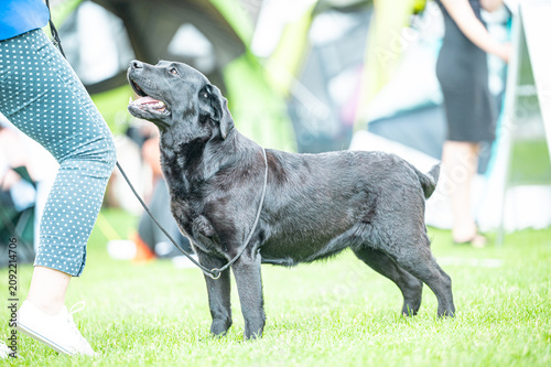 Tapety artystyczne Pies Labrador retriever