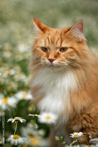 A photo of a fluffy white cat in white daisies.