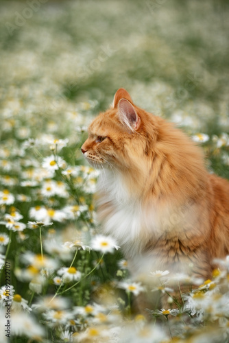 A photo of a fluffy white cat in white daisies.