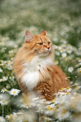 A photo of a fluffy white cat in white daisies.