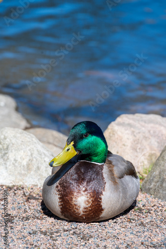 Male mallard duck resting on rocks near water