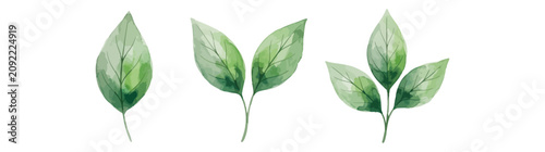 Green leaves vector illustration set with watercolor texture style isolated on white background for organic eco friendly design projects