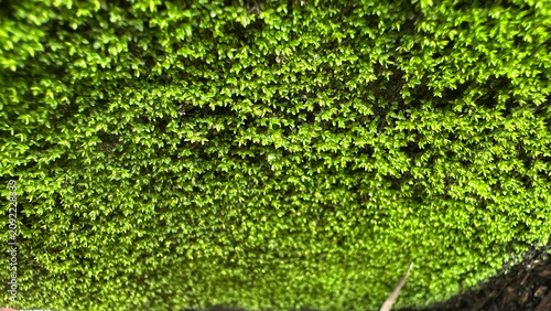 Foto Dense green moss covering a stone wall, natural texture background