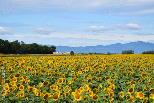A field of sunflowers, La Pocatière, Québec, Canada