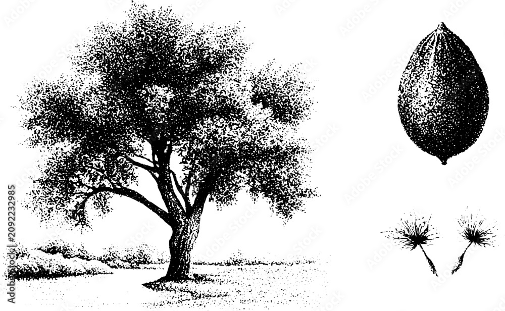 Obraz premium Cottonwood tree with seeds and riverbank botanical stippling illustration in black and white for educational poster background and nature study