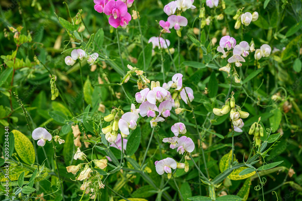 Fototapeta premium Sweet pea flowers blooming in a vibrant garden with green foliage and delicate tendrils
