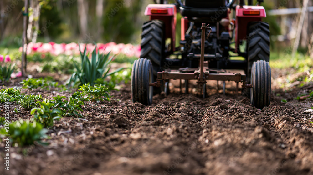 Obraz premium Small tractor tilling fresh garden soil, cultivating earth for new spring growth and organic farming, preparing land for planting season