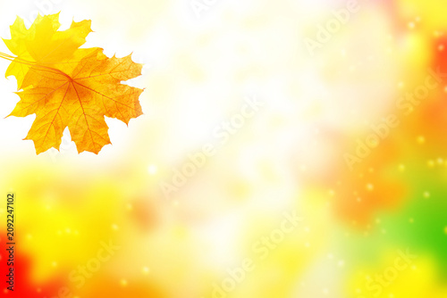 Dry falling leaves. Autumn natural background with falling maple leaves. Bokeh. Copy space. foliage