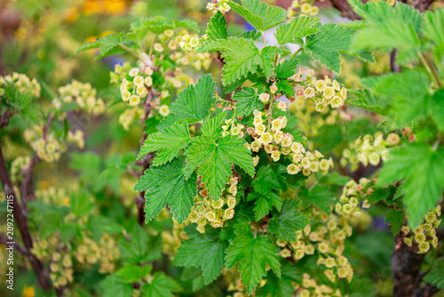 Branch of flowering  currant  in garden. Bush in bloom. Ribes rubrum.