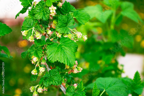 Agriculture. Ribes rubrum. Green currant bush with small flowers in spring.