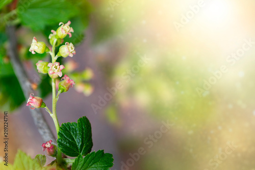 Macro photography. Currant flowers on branch spring garden cultivation background.  berry.  flowering currant bush in garden.