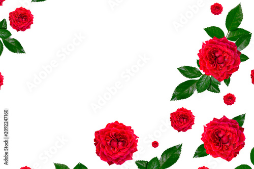 Garden flowers. Red roses with leaves and petals isolated on white background. Copy space. Frame.