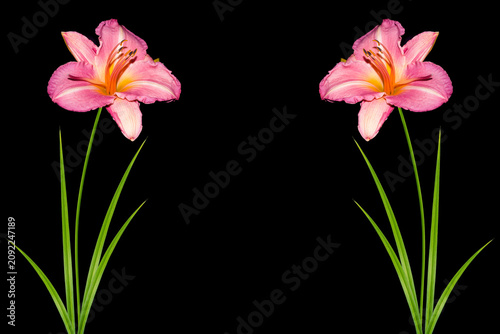 Frame. cutout. Garden lily flower isolated on black background.