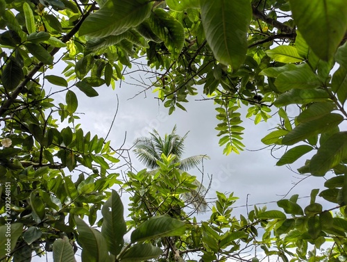 Fotografija Lush green leaves and branches against a cloudy sky, natural scenery outdoors