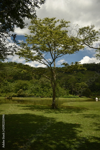 Option 1 (Direct & SEO heavy): A solitary tree casts a shadow on a bright green lawn beside a small lake, with lush forested mountains rising in the background under a cloudy blue sky.