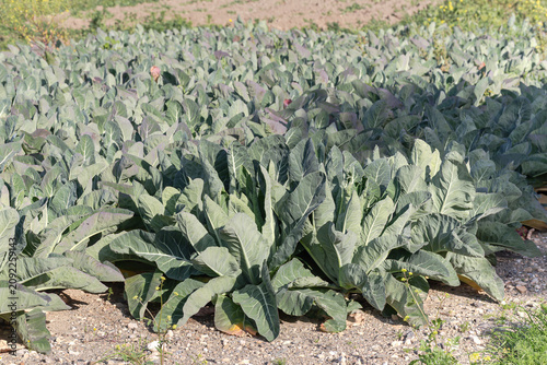 Cuadro en lienzo The cauliflower (Brassica oleracea var