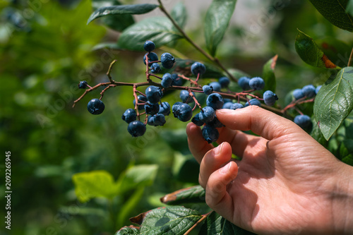 Ripe blueberries growing on garden branches. Close-up of a hand holding a cluster of fresh ripe blueberries. Seasonal berry picking and natural food concept.