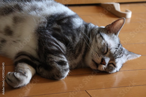Obraz na plátně A house cat dozing in the early summer breeze