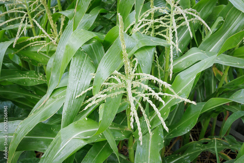 Sweet Corn Plant Tassels Close Up