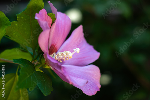 Pink Hibiscus Bloom