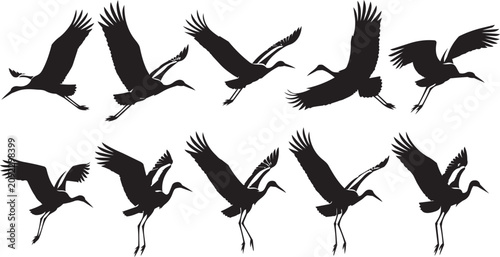 Bilde på lerret Crane birds taking flight sequence against a white backdrop in silhouette