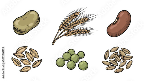 Photos Assorted Grains and Legumes - Wheat, Beans, Peas, Oats, Barley Illustration