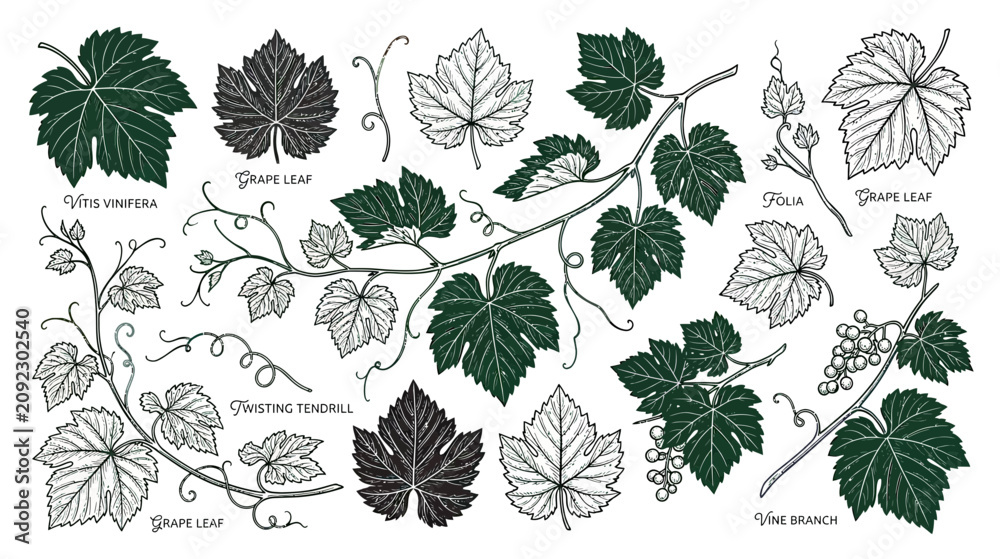 Obraz premium Grapevine Leaves and Branches Illustration - Botanical Sketch Collection