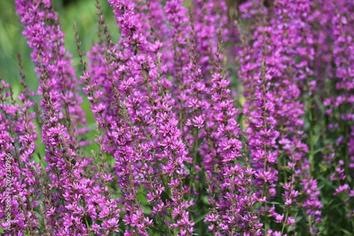 Lythrum salicaria. Purple loosestrife flowers in bloom.