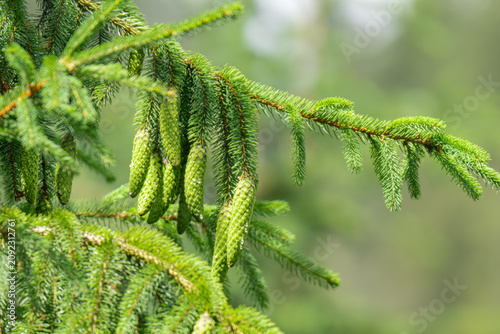 CLose up of the bright green young spruce branches on a green blurred background