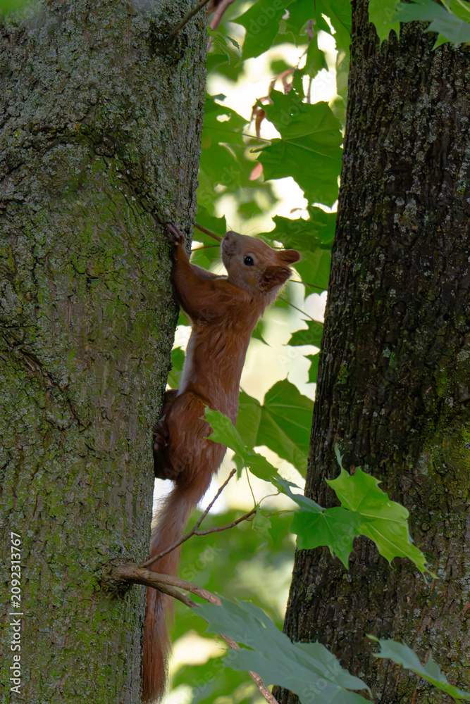Fototapeta premium Beautiful Squirrel close up