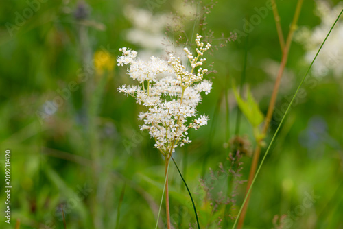 meadowsweet growing in a meadow
