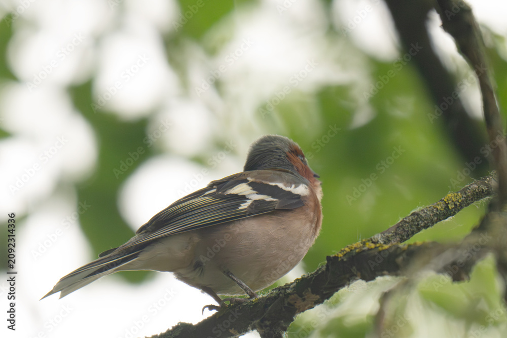 Fototapeta premium A chaffinch on a branch singing at spring time