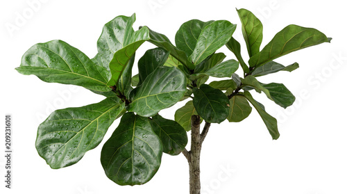 Bilde på lerret A vibrant fiddle leaf fig plant, ficus lyrata, featuring large, glossy green leaves on sturdy stem