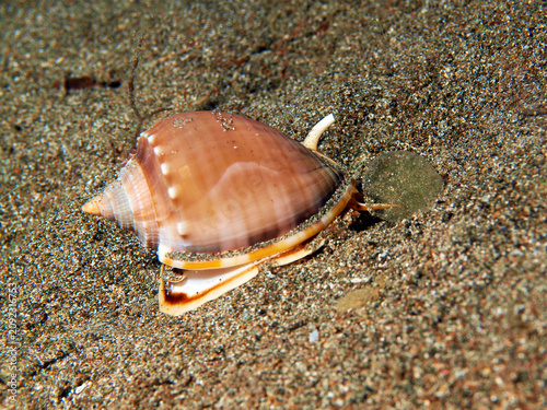 Helmet Shell Crawling Across Sandy Seafloor at Night in Anilao, Philippines