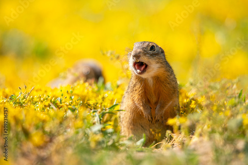 A small speckled ground squirrel makes a cry warning of possible danger