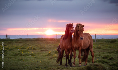 Obraz na płótnie Two Icelandic horses standing together in a coastal meadow at sunset, illuminated by dramatic golden light beneath storm clouds, capturing the wild beauty and spirit of Icelandic nature