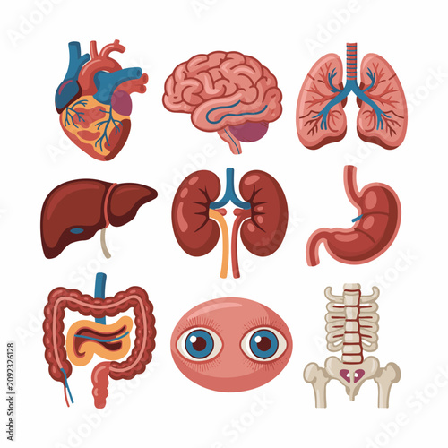 Human organs and skeleton set with heart brain lungs liver stomach intestines vector