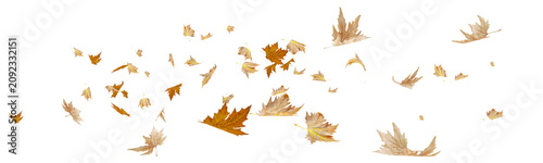 autumn leaves dry flying isolated for background - 3d rendering