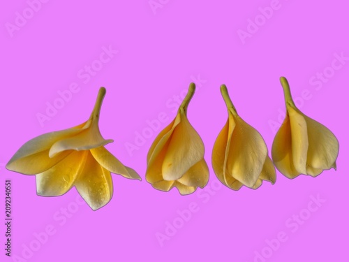 Four delicate yellow frangipani flowers displayed against a pink background, highlighting their graceful form, vibrant color, and exotic charm