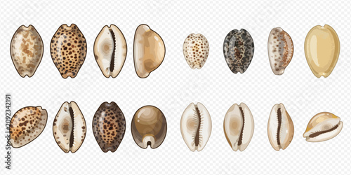 Schilderij op canvas Collection of various cowrie shells, different sizes and patterns, isolated on a transparent background, showcasing marine life diversity