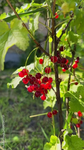 Close-up of ripe, juicy red currants hanging in clusters on a green bush branch, beautifully illuminated by bright morning sunlight in a backyard garden