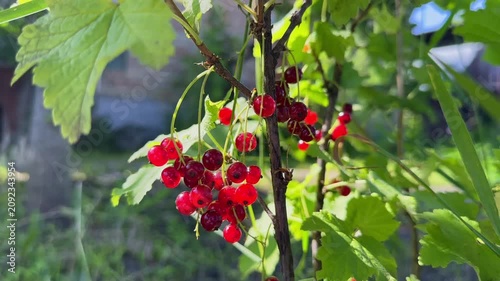 Close-up of ripe, juicy red currants hanging in clusters on a green bush branch, beautifully illuminated by bright morning sunlight in a backyard garden