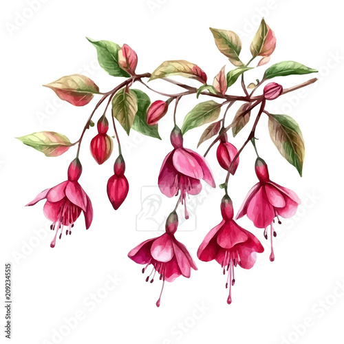 Fuchsia Branch, watercolor artwork with bold brush accents and dynamic composition, isolated on a white background.