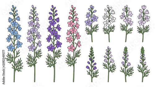 Premium larkspur botanical collection with 12 isolated elegant flowering stems
