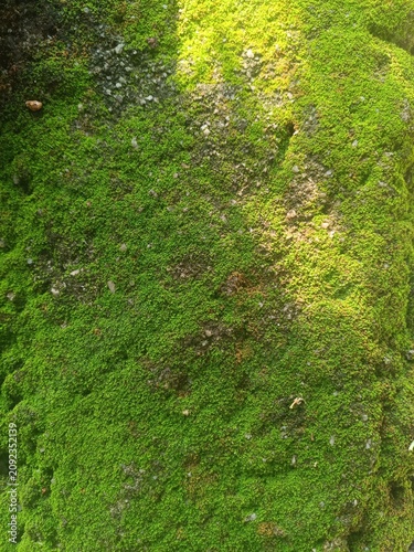 Foto Full frame background texture of fresh green moss growing on damp stone wall