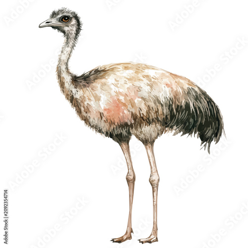 Принти на полотні Emu, watercolor vector portraying a joyful pose with colorful highlights, isolated on a white background