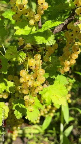 Close-up of ripe, translucent white currants hanging in heavy clusters on a green bush branch, beautifully backlit by bright summer sunlight