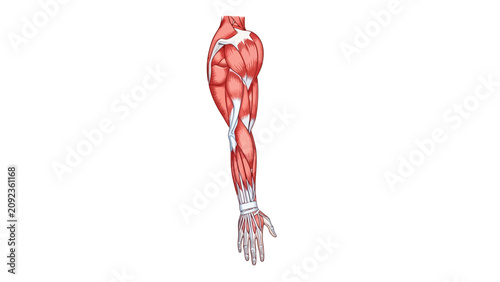 Human Arm Muscle Anatomy Illustration featuring detailed muscular structure from shoulder to hand on white background ideal for medical education and healthcare presentations.