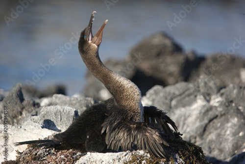 Foto Galapagos or flightless cormorant calling